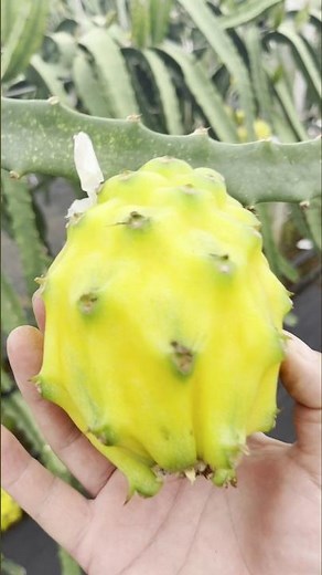 The First Step: De-thorning a Yellow Dragonfruit 👀