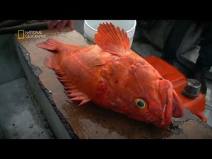 Rybacy od kilku lat polowali na tę rybę [Odludna wyspa]