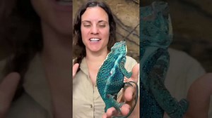 Misconceptions about Chameleons?