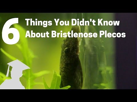 6 Things You Didn't Know About Bristlenose Plecos (Catfish, Ancistrus)
