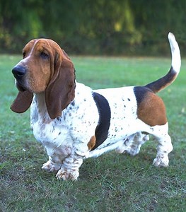 Basset Hound Info, Temperament, Puppies, Pictures