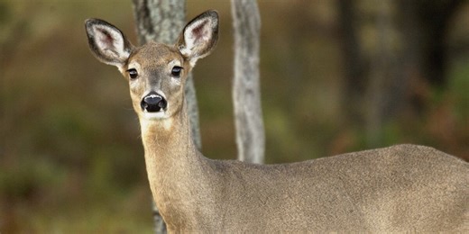 Bonus antlerless deer tag sales start Monday