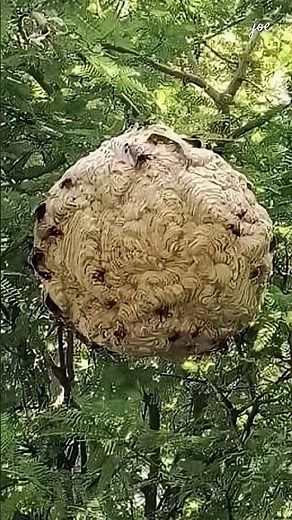 遭遇虎頭蜂怎麼辦？