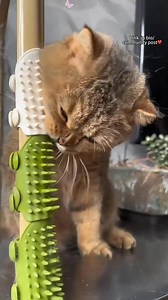 Keep your kitty happy & healthy! 🐾✨ 4PCS Silicone Pet Cat Massage Comb: https://cutt.ly/orsh7d59 🌈 Discover more top picks: https://cutt.ly/Yrpez6Za 🔥 More pet supplies? 👉🏻: https://cutt.ly/1rt81lQA #PetGrooming #CatLovers #PetSupplies #CatMassageComb #PetCareEssentials | DHgate