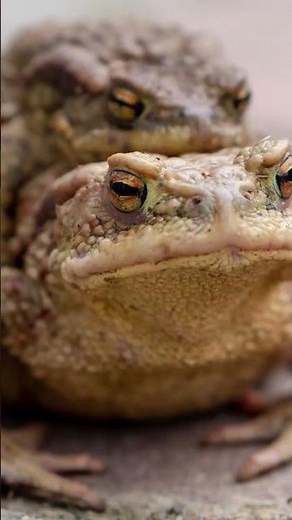 la reproduction chez les animaux 🤔🤔