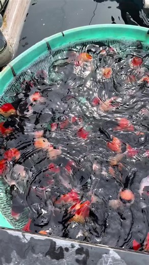 These Indonesian goldfish just swam through customs like celebrities—next stop: Colombo aquarium penthouse! 🐠🌴🇮🇩➡️🇱🇰 #FishWithVisa #ryukingolfish #tricolororanda #ranchugoldfish #royalaquariumwattala #FYP, #Foryou, #Viral, #Fypシ, #Foryoupage