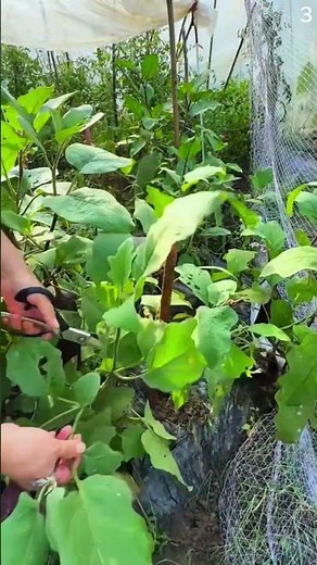 Panen tumbuhan unik pada pertanian sederhana yang sangat memuaskan #shorts