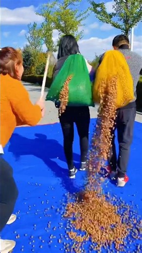 Hazelnut harvest with rural life #trending #shorts #hazelnut #life