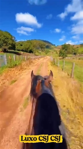 TOP MARCHADOR ® Cavalo Marchador on Instagram: "Uma ótima semana a todos! Com muita marcha de qualidade 💥 No vídeo, LUXO CSJ CSJ - Um dos melhores potros de Marcha Picada do Brasil , agora em processo de doma para monta, sob os comandos do fera @paulosantana18 ! 🇧🇷🏆1º Prêmio Nacional Potro de Categoria - Marcha Picada Aumente o SOM! 🎶 #topmarchador #marchador #mangalargamarchador nacional2025 cavalosminhapaixao vidanocampo haras provaoficial raçamangalargamarchador"