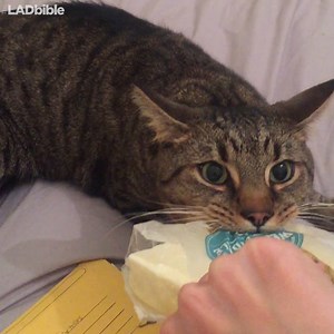 26M views · 208K shares | My cat won't give me my cheese back. 燎 | LADbible | Facebook