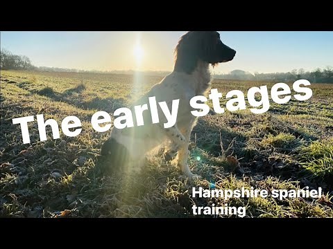 Gundog Training: The First 5 Weeks (Everything You Need To Know)