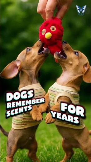 MINIATURE SCHNAUZER SWEET MOMENTS 🐾💙 CUTEST LITTLE COMPANION