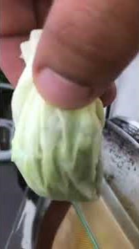 Evaporating Cannabis infused everclear. Cannabis extract. Dabs shatter wax NJMMP