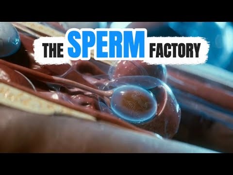 The Body’s Most Productive Factory How Sperm Are Created Every Second