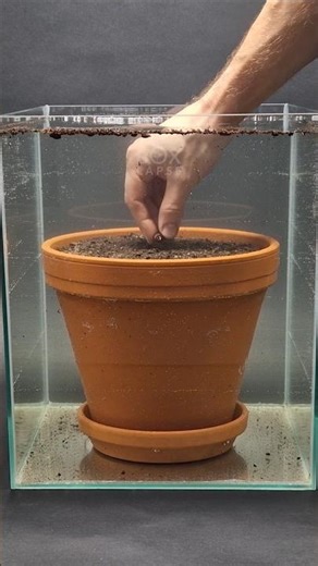 Lotus seed growing underwater time-lapse