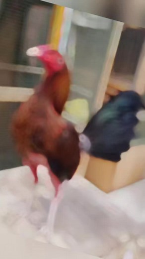 Vibrant Roosters in Various Settings and Actions