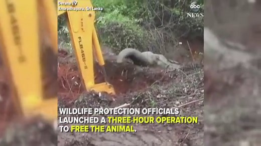 Elephant freed from well in amazing rescue operation