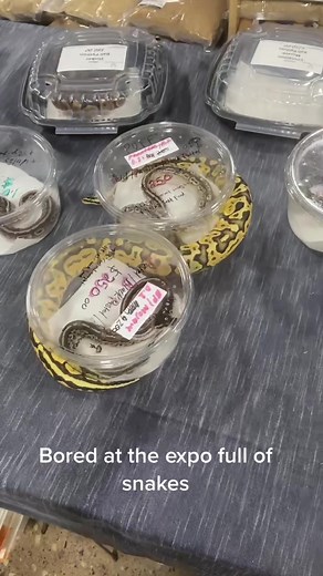 Snake flex at the expo🐍 #ballpython #reticulatedpython #burmesepython #redtailedboa #brazilianrainbowboa #oakspareptileshow #oakspa #reptileshow #reptileexpo #oakspaexpocenter #reptilebreeding #reptilebreeder #snakefood #rodents #feederrodents #ballpythonsforsale #gloucestercountynj #cherryhillnj #woodburynj #philadelphia #hetflix