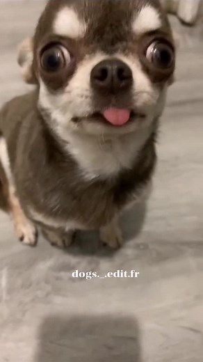 Adorable Dog Interactions with Humans and Cats