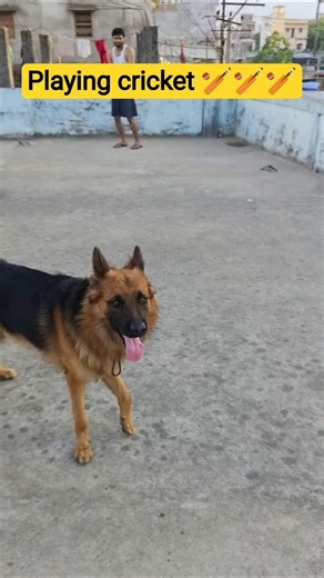 Playing cricket with Charlie 🥎🏏❤️ #germanshepherd #charlie #gsd #dog #gsdpuppy #asiacup2025 #cricket