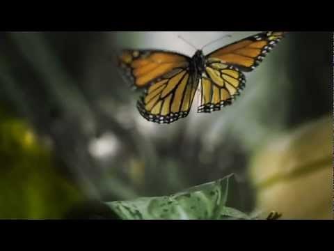 Flight of the Butterflies ~ Documentary Trailer
