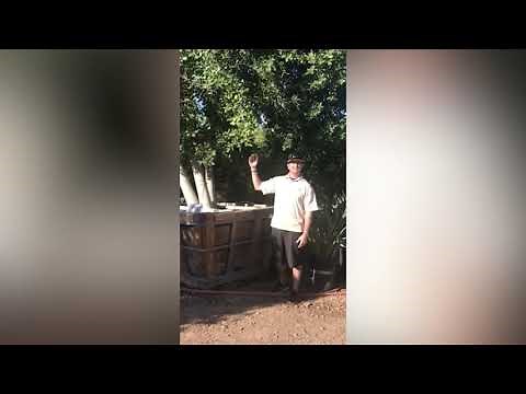 Ficus Trees | Ficus Nitida | Indian Laurel