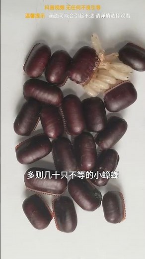 蟑螂幼蟲的孵化過程 #蟑螂