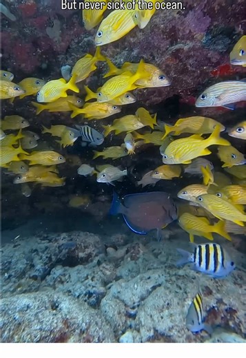 Exploring the underwater magic of Playa del Carmen 🤿🌊 Colorful reefs, crystal water, and pure ocean peace. Ready to dive in? Book your next adventure with us! 🐠 #playadelcarmen #scubadiving #padi #marinelife #mexico