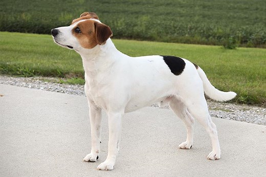 Is the Danish-Swedish Farmdog a Good Fit for You?