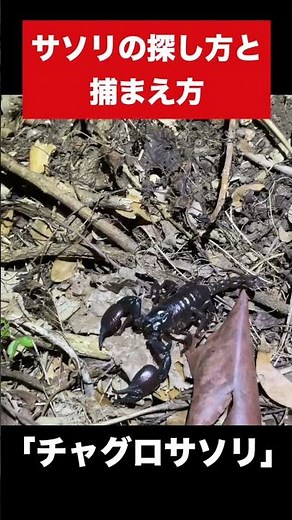 How to find and catch scorpions