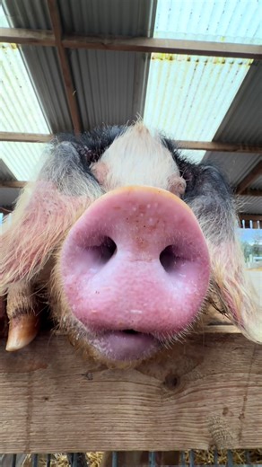 Smooching with Gladys the Pig