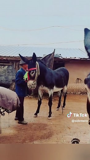 Donkeys: Facts and Care Guide