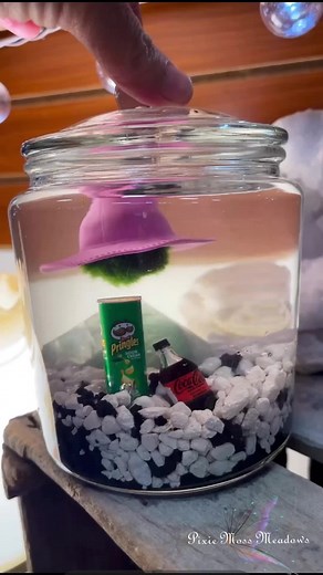 Meet Sally! One of our marimo moss ball pets! Her hobbies include long enchanted floats, munching Pringles and sipping on soda. You can adopt your own green aquatic gremlin at our up coming workshop! 💚🪴 https://www.pixiemossmeadows.com/event-details/marimo-moss-ball-pet-workshop-3