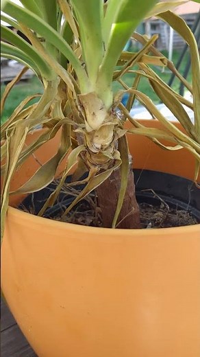 How to properly prune and care for yucca palms with yellow and brown leaves. Palm pruning #shorts