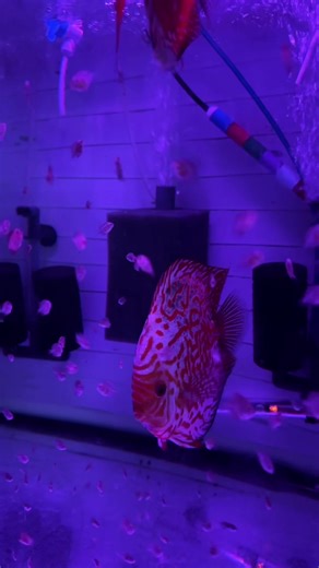 All my discus are bred for quality👌🔥💯 Although this some serious quantity 😜 #discusfishtank #aquarium #tropicalfish #nature #fishtank