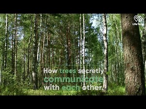 How trees secretly communicate with each other