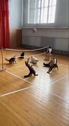 🐱🏐 Cats Playing Volleyball?! You Won’t Believe Your Eyes! 😂 #funny #shortclips #cat #animals