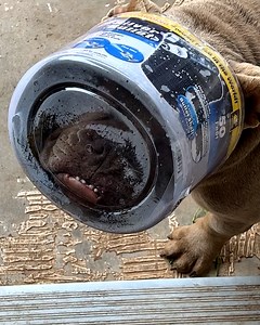 634K views · 5.3K reactions | How did that bucket get there?  | Furry Tails | Facebook