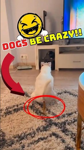 Hilarious Dogs That Will Make You Laugh #shorts #funnydogs #trynottolaugh