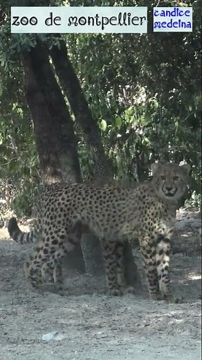 Deux Petits Guépards Mignons au Zoo de Montpellier🐆