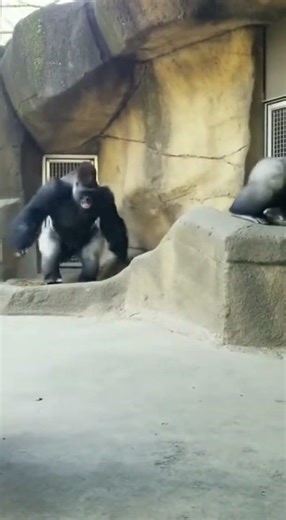 This Tiny Mouse Scared a GIANT Gorilla 😳🐭 #funny #viralvideo #shorts #ytshorts #trending #zoo