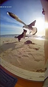 Fearless Dog Stands Its Ground Against Giant Seagull on Beach