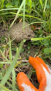 Funny frog jumpscare #frog #shorts #short #froglets #nature #tinyfrogs #amazingfrog #froggy #froggo