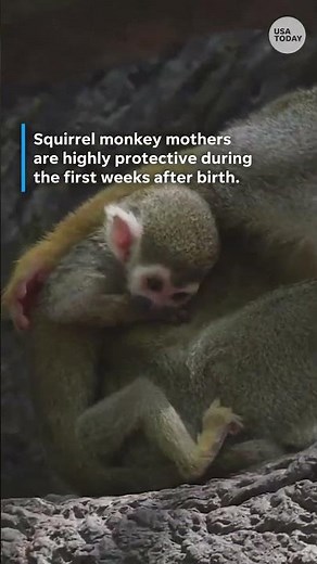 Baby squirrel monkeys delight visitors at Bronx Zoo exhibit #Shorts