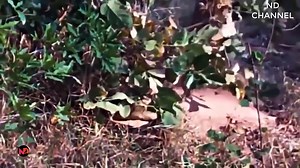 Angry ! Panther rushes to the rescue the Leopard when Giant Python attacks   Python vs Leopard