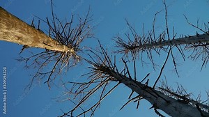 Beautiful big dead trees