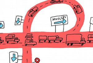 Pourquoi le sang est-il si important pour le corps ?