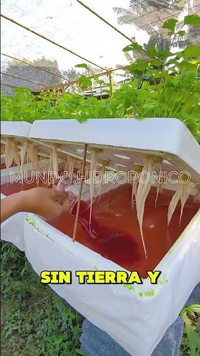 Learn to grow your own food 🍅🥬 in your own hydroponic garden at home #Hydroponics