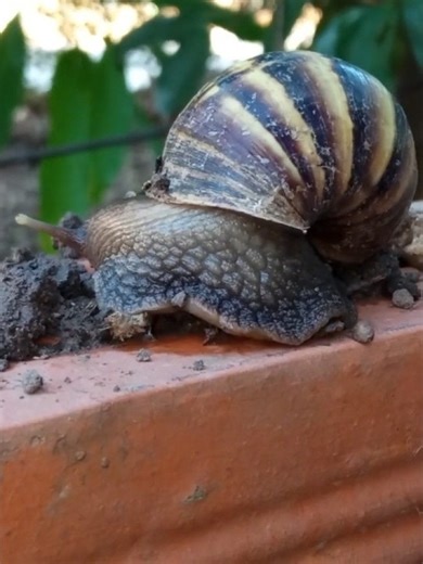 Tiny Snail, Massive Shell #nature #satisfying #shorts