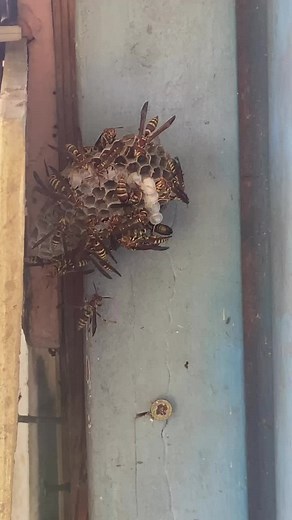 Spraying a Wasp Nest with Wilson Spray Foam